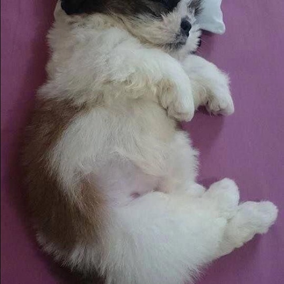 Lorus watch quartz is beautiful for women.New - Picture 4 of 4